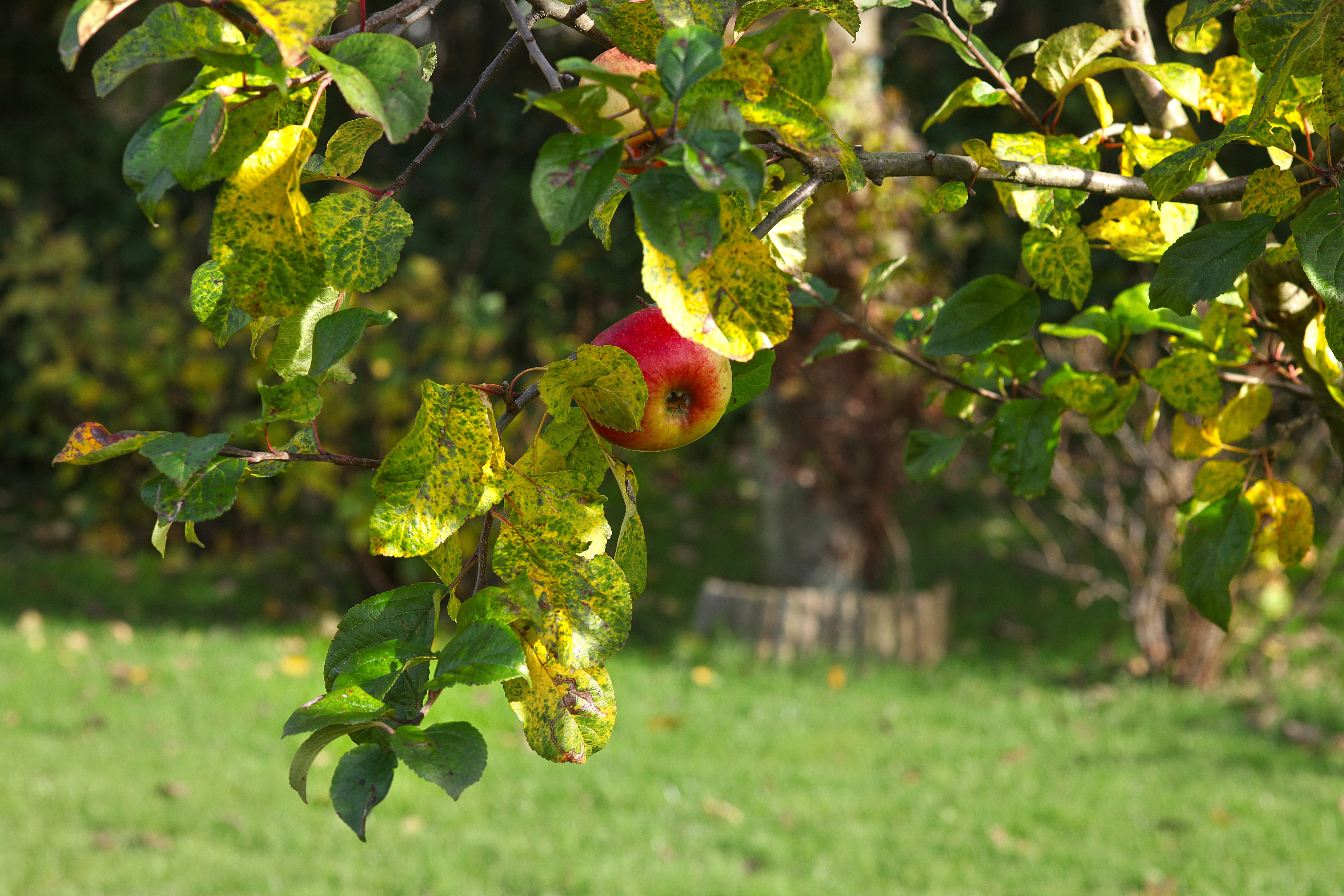 Яблоня осень