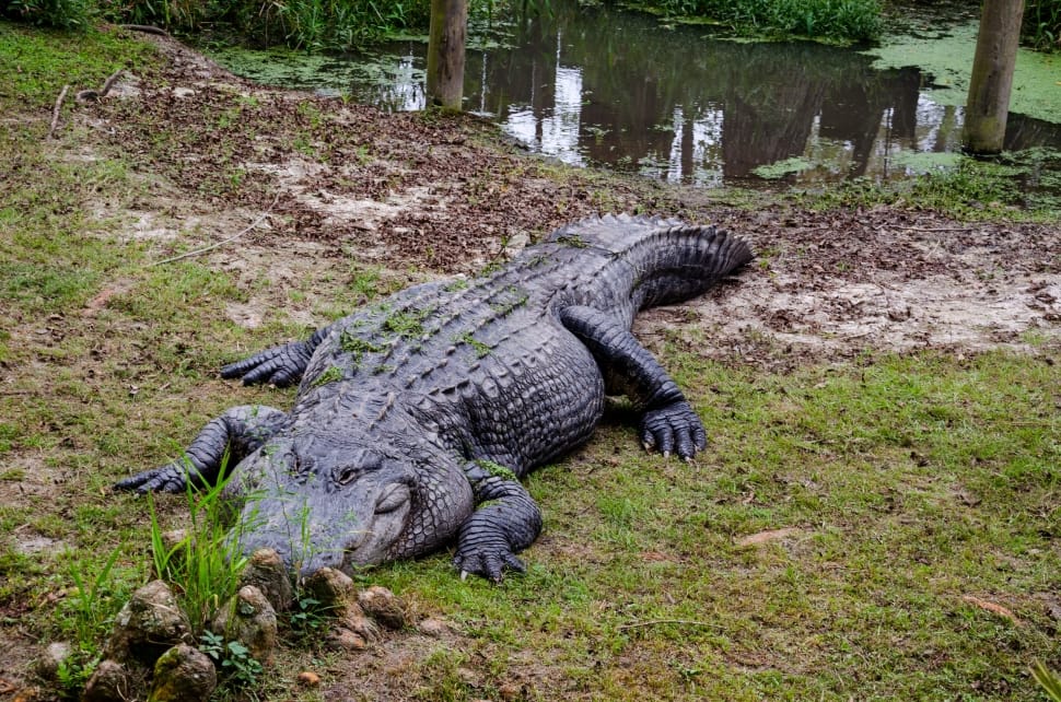 gray and black crocodile preview