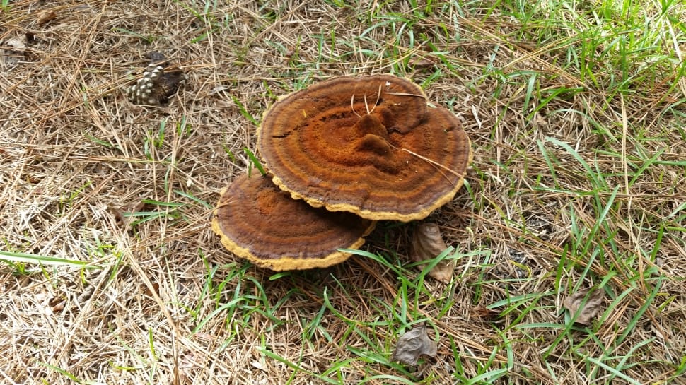 brown mushroom preview