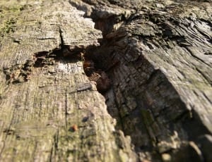 grey and green wood surface with mosh thumbnail