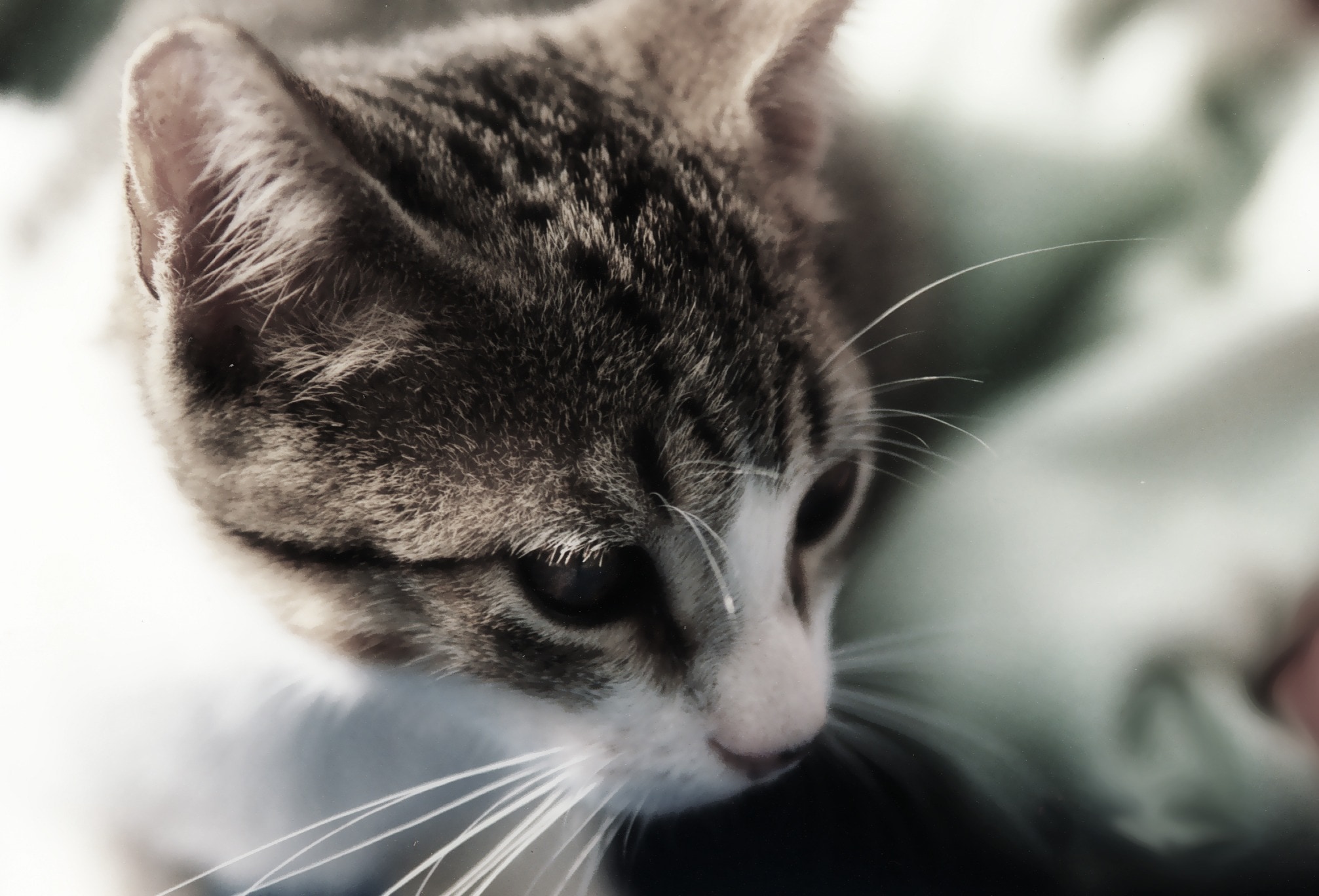 black and white Tabby cat