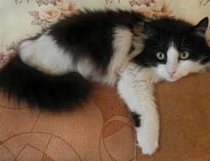 white and black long fur cat thumbnail