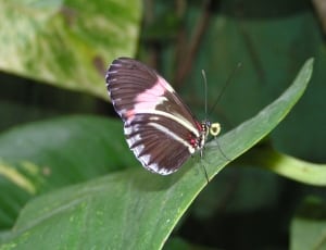 black and pink butterfly thumbnail