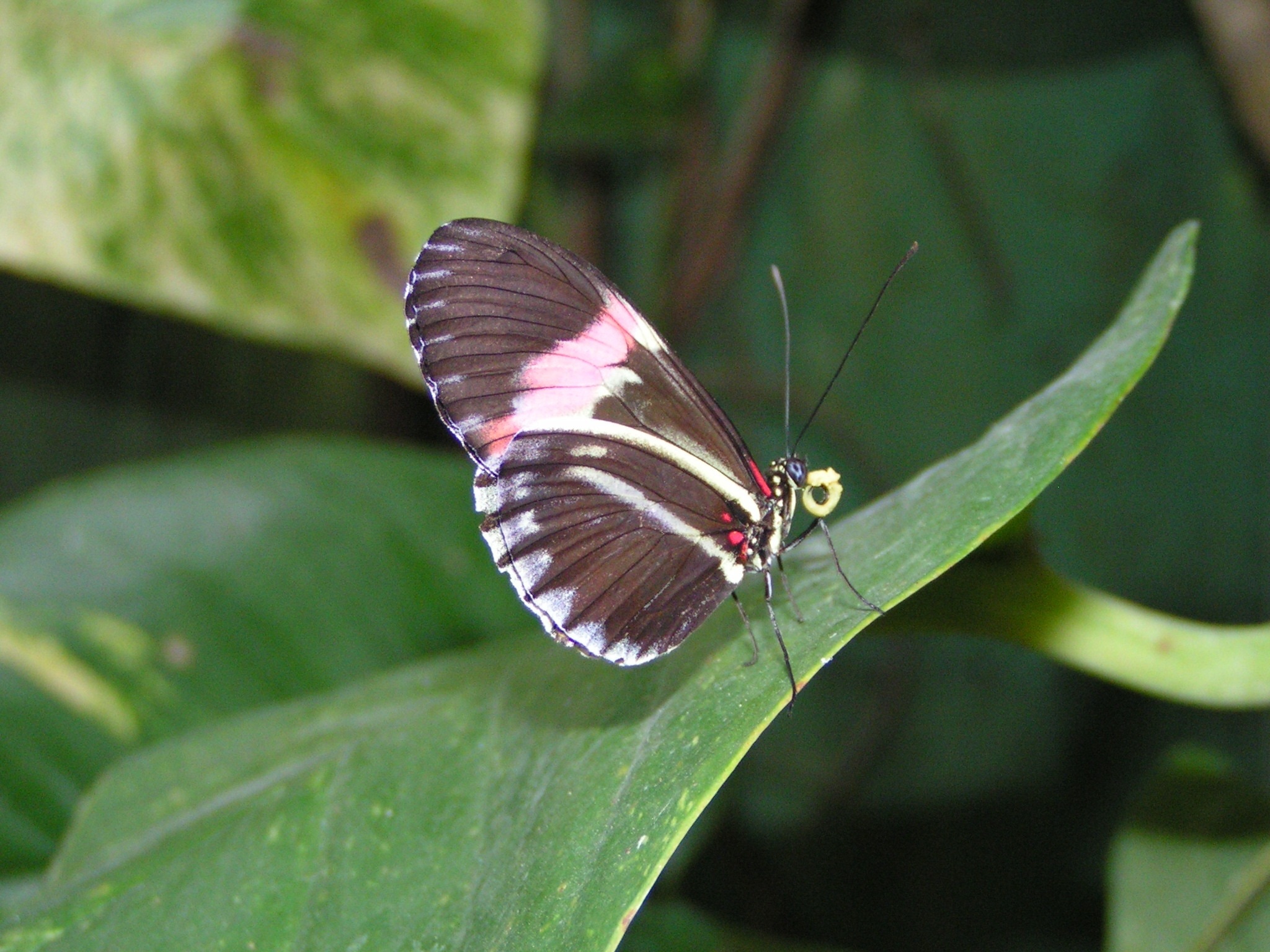 black and pink butterfly