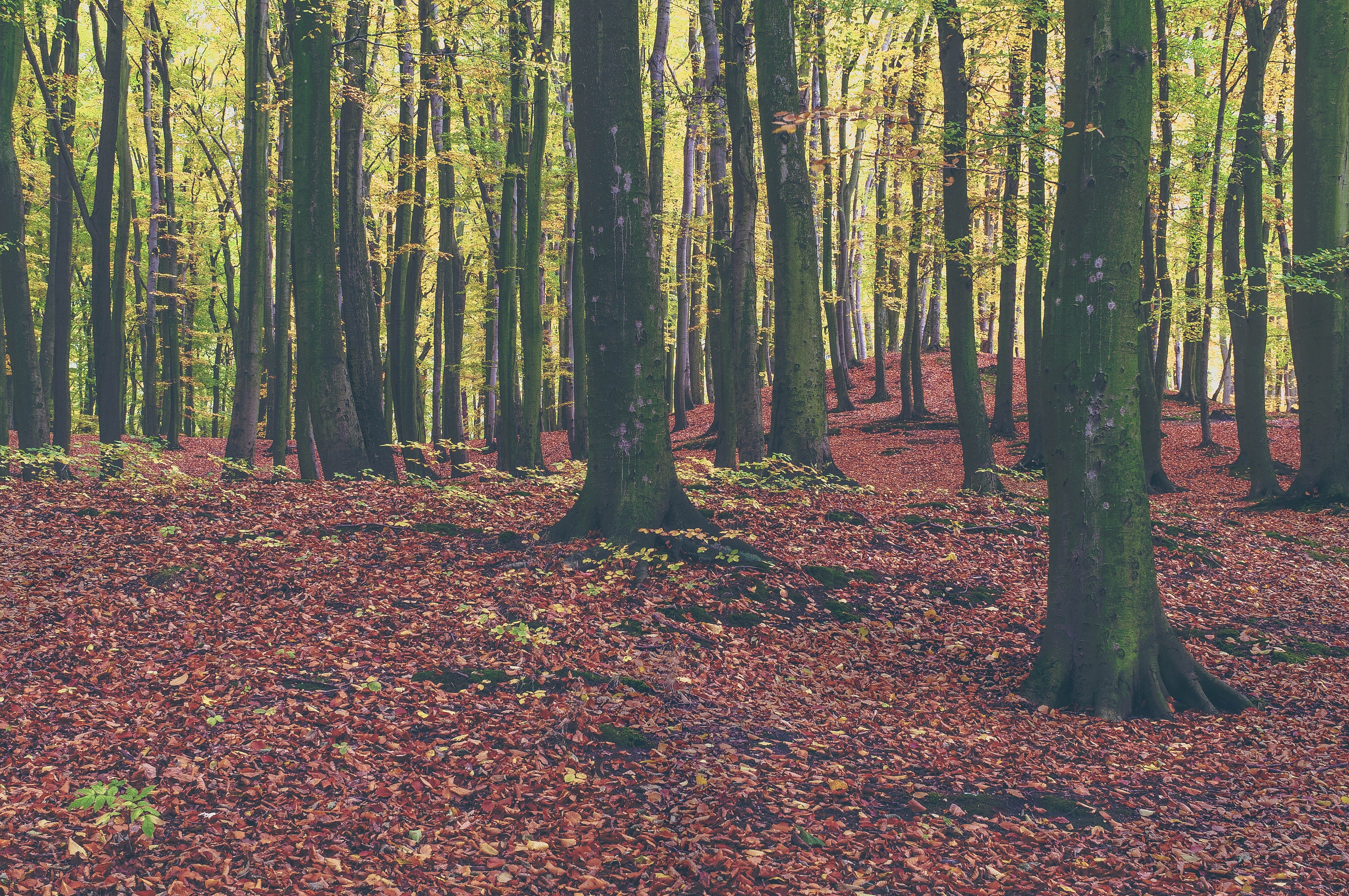 brown trees