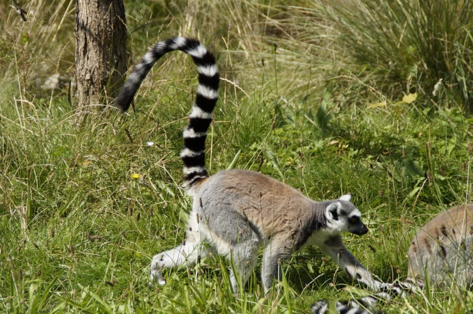ringtailed lemur preview