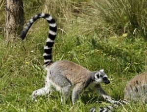 ringtailed lemur thumbnail