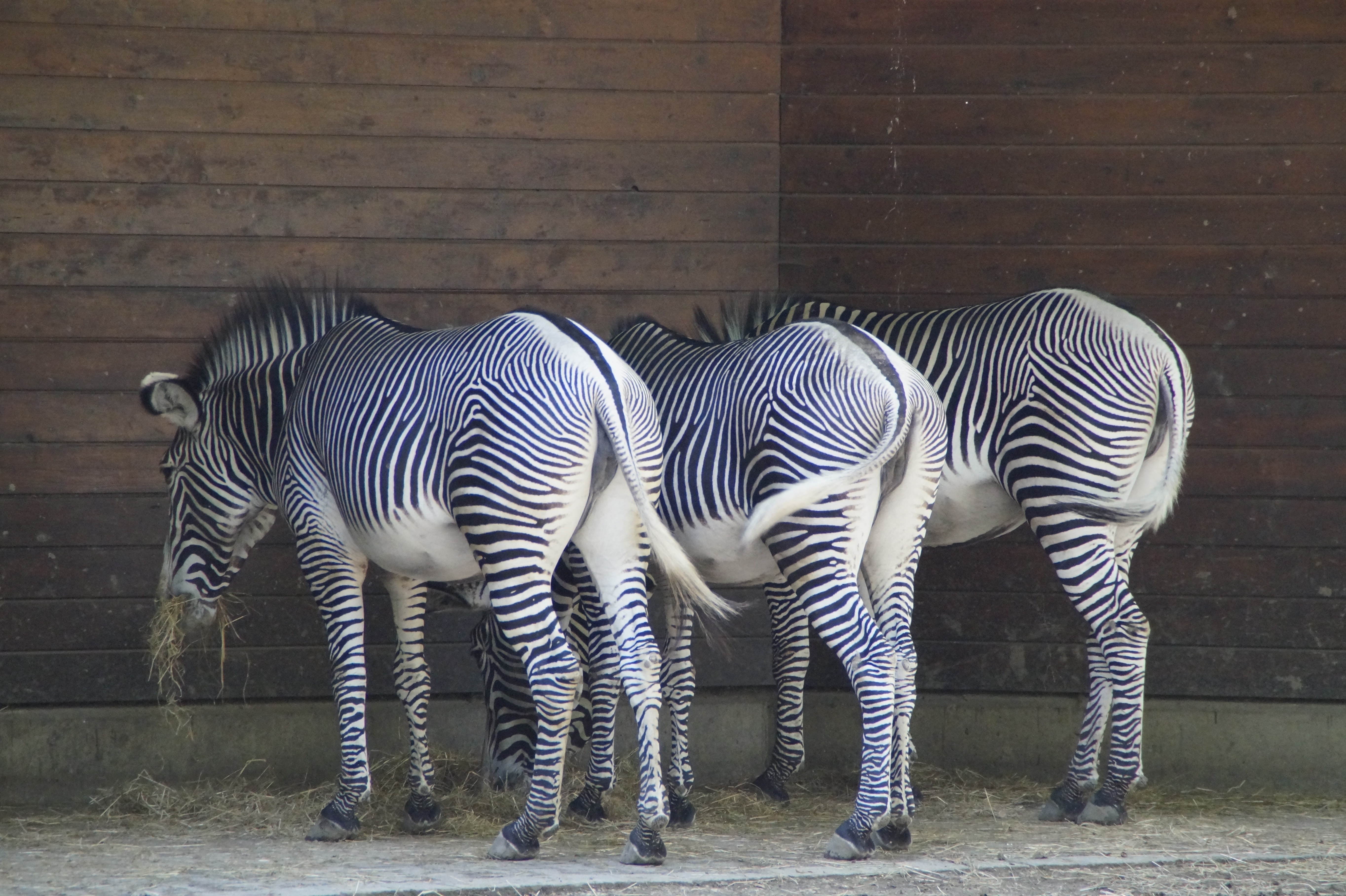 3 plain zebras