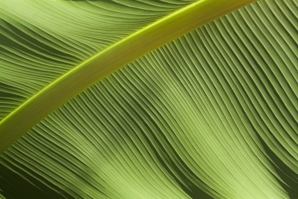 green banana leaf preview