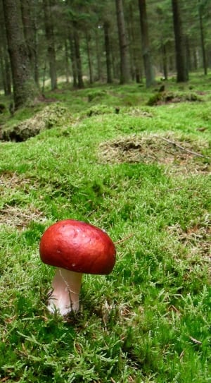 red and beige mushroom thumbnail