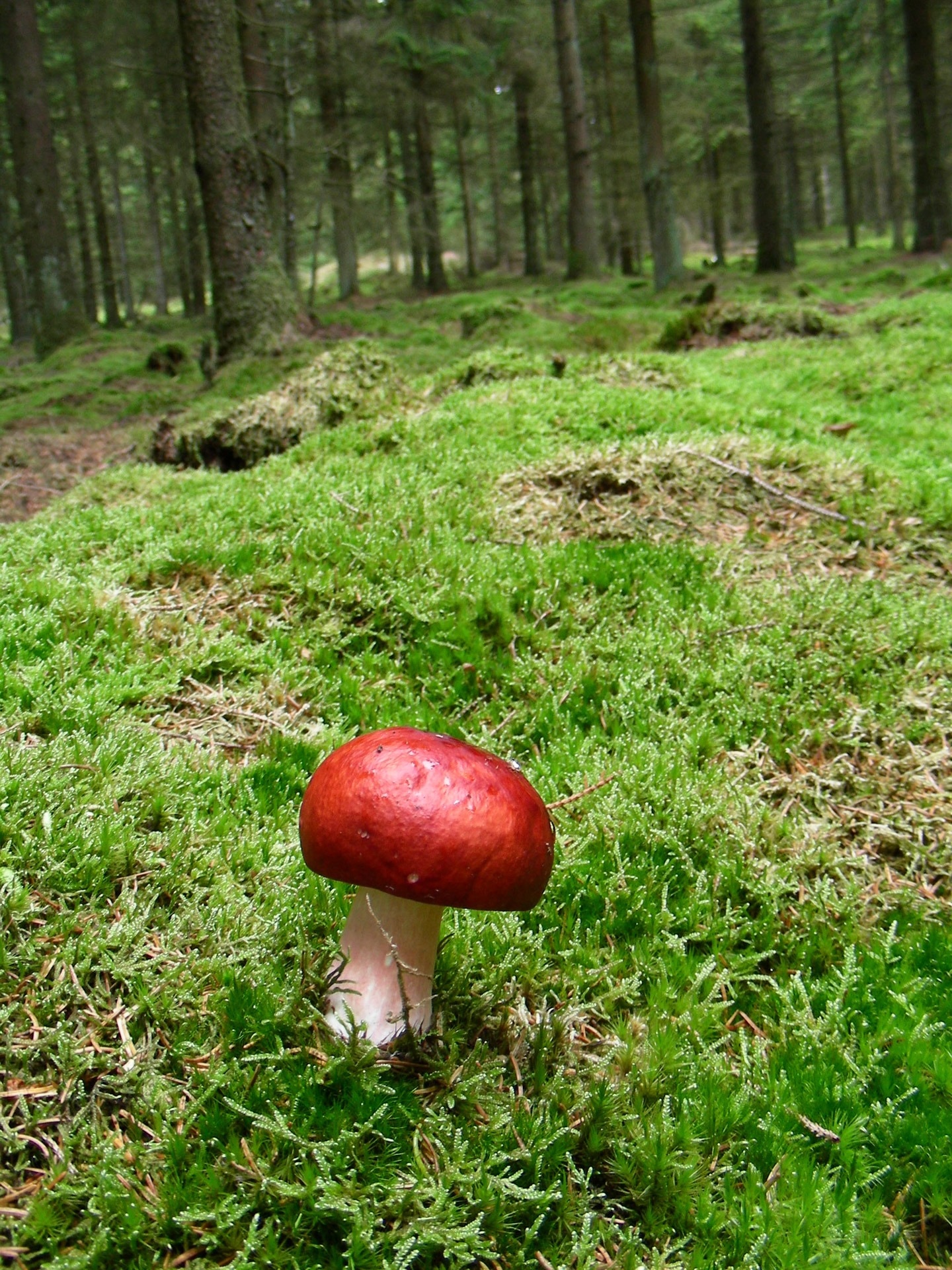 red and beige mushroom