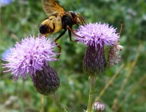 brown and black bumblebee thumbnail