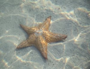 brown and white star fish thumbnail