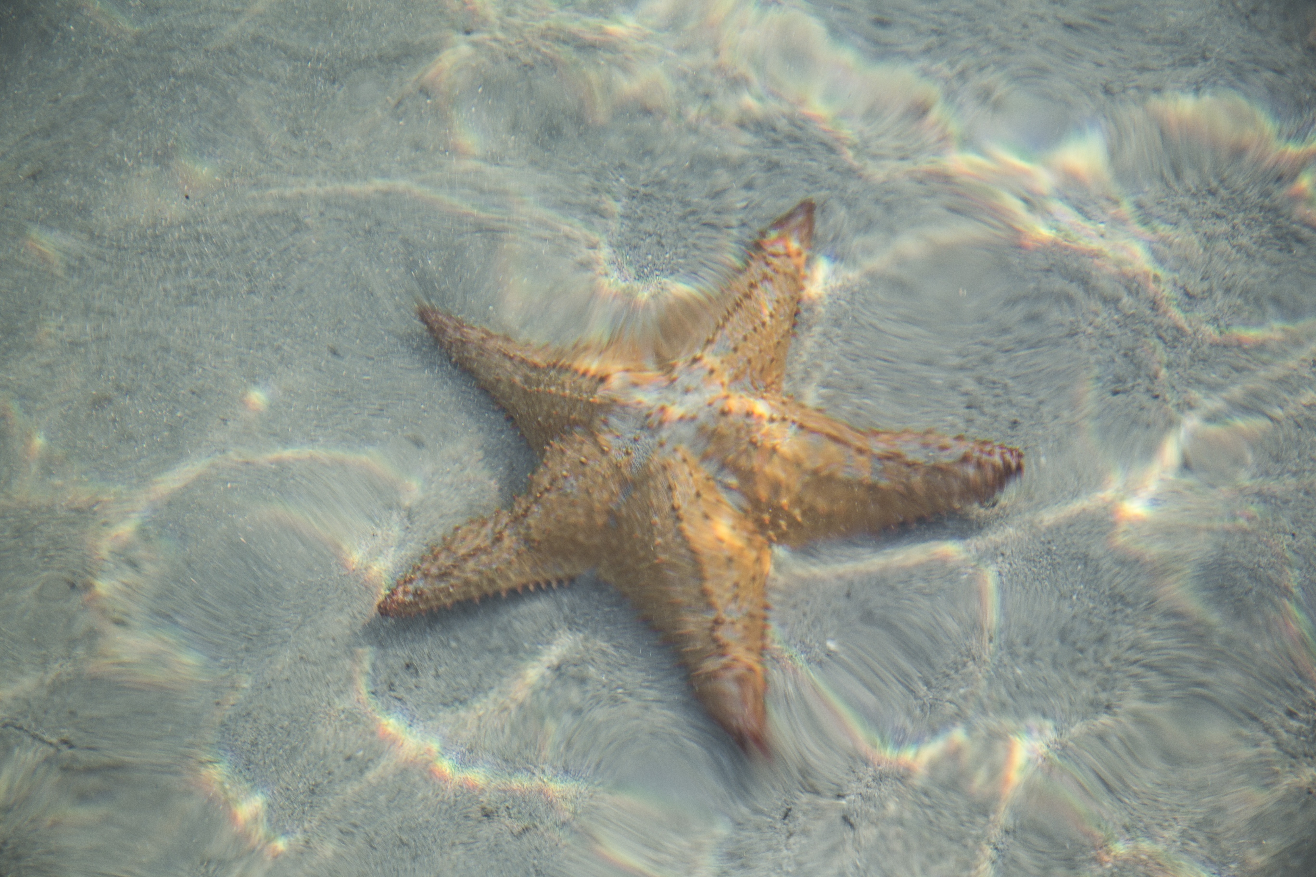 brown and white star fish