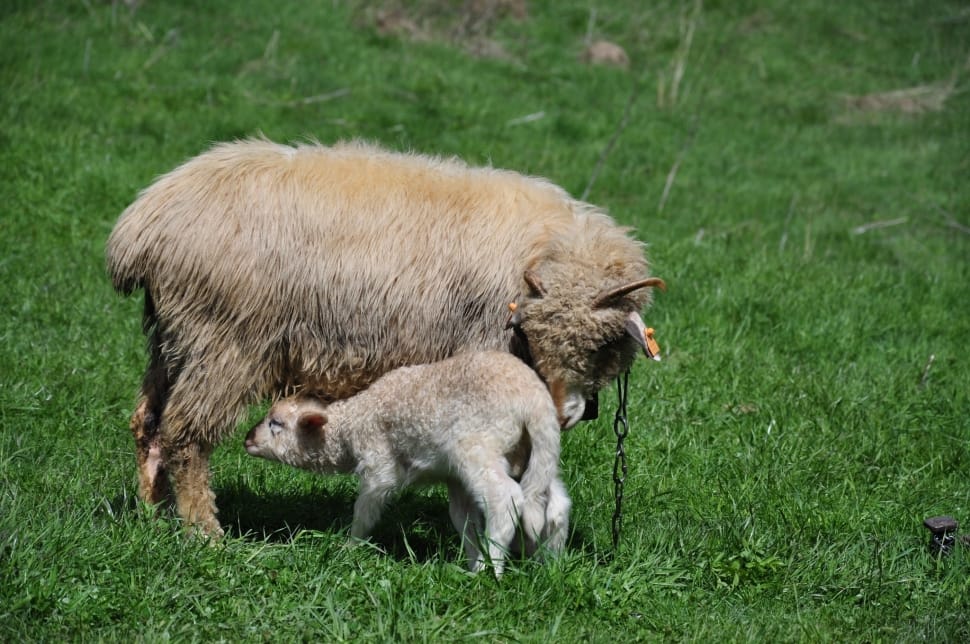 white sheep with baby sheep on green grasses preview