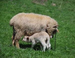 white sheep with baby sheep on green grasses thumbnail
