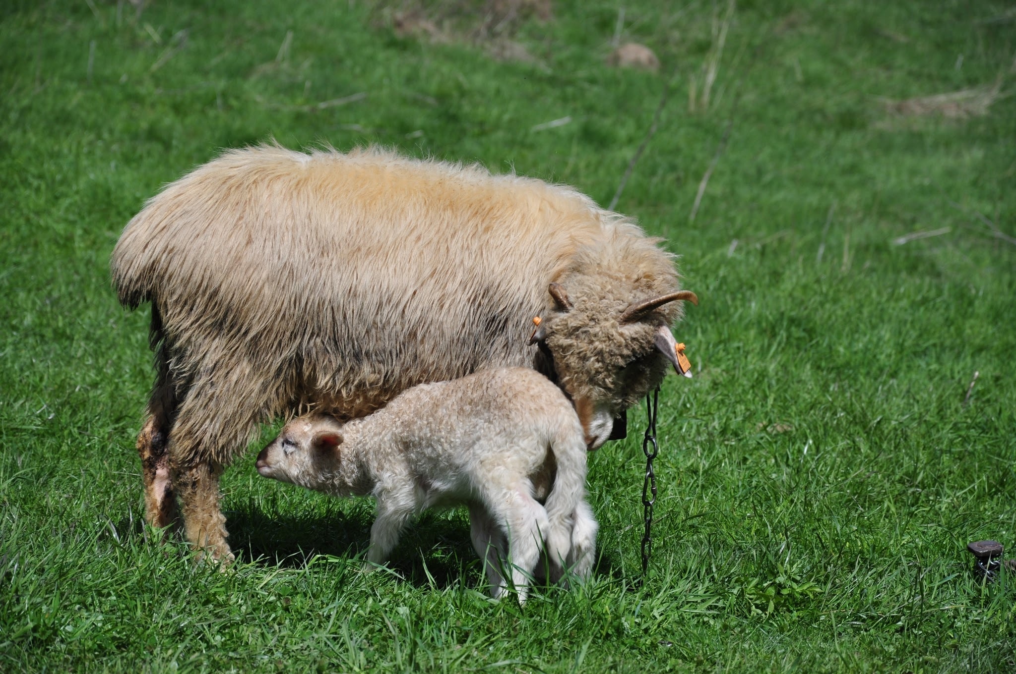 white sheep with baby sheep on green grasses