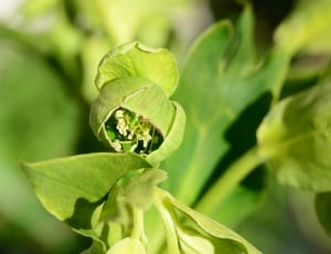 green leafy plant thumbnail