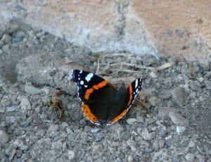 black, white and orange butterfly thumbnail