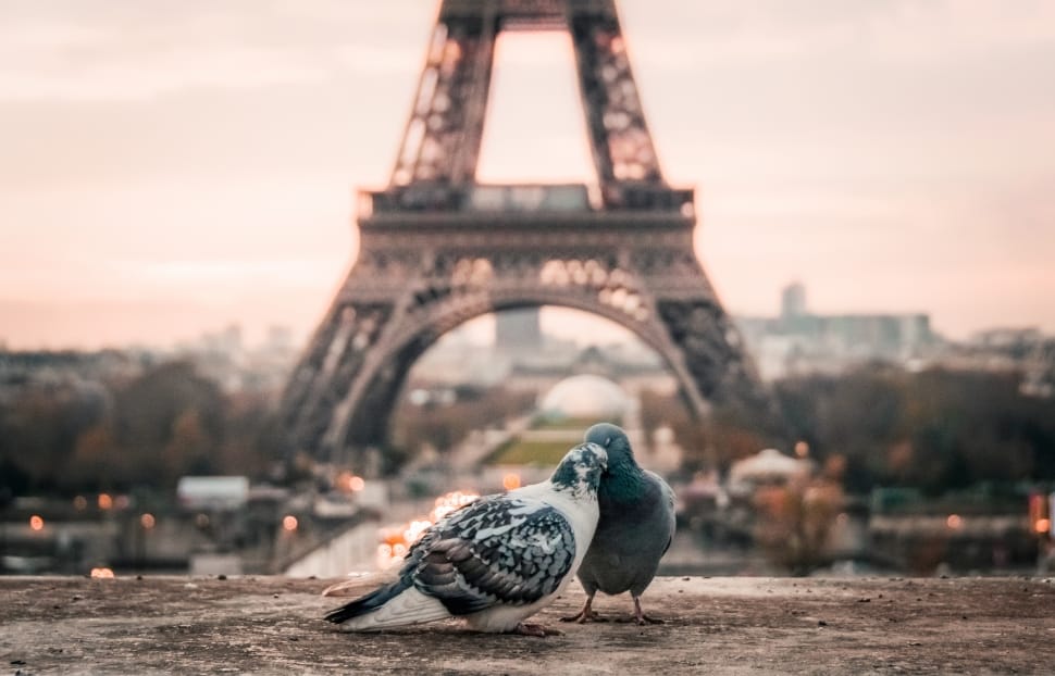 two white and black pigeons and eiffel tower preview