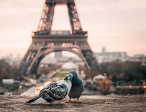 two white and black pigeons and eiffel tower thumbnail