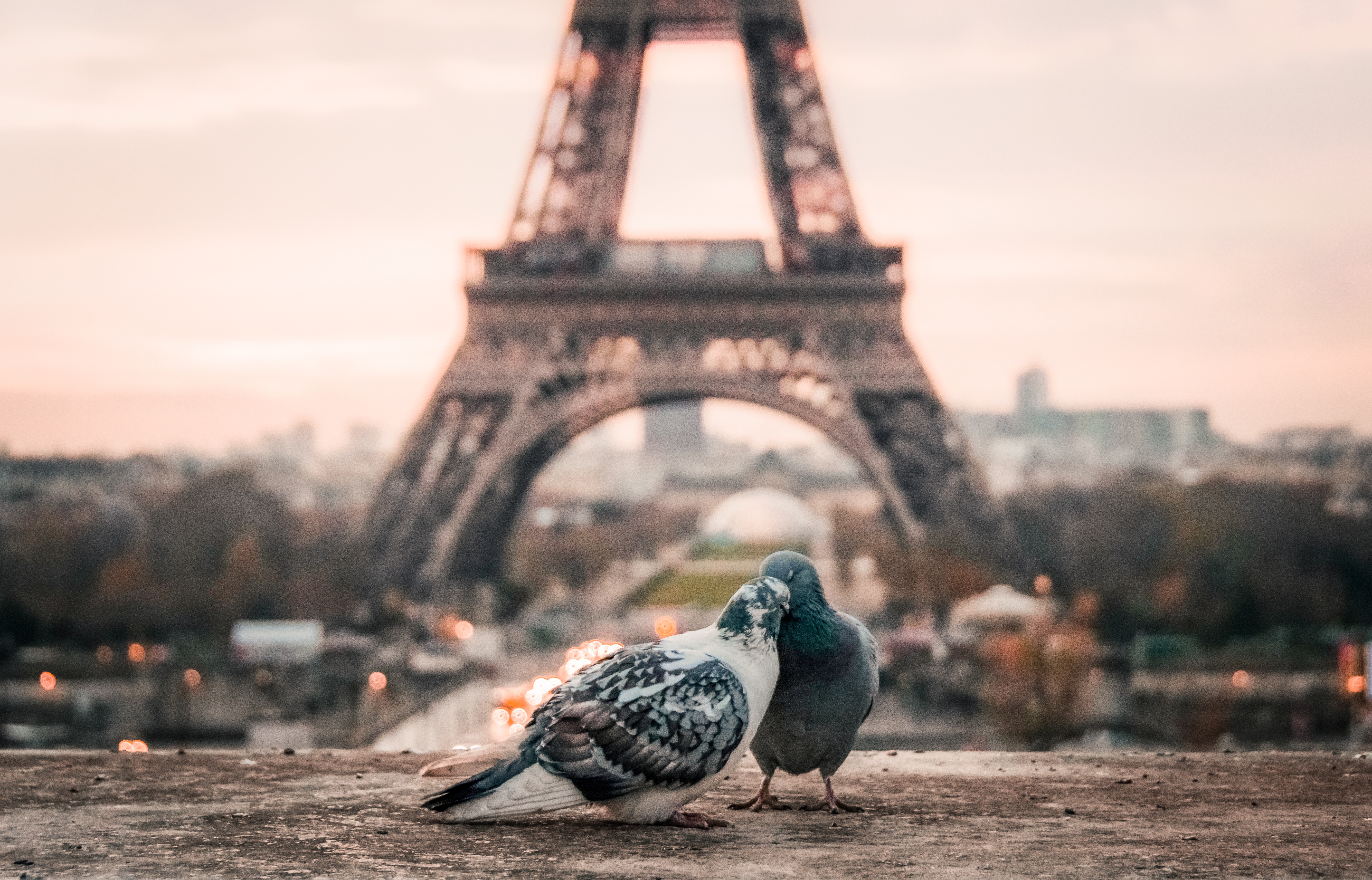 two white and black pigeons and eiffel tower