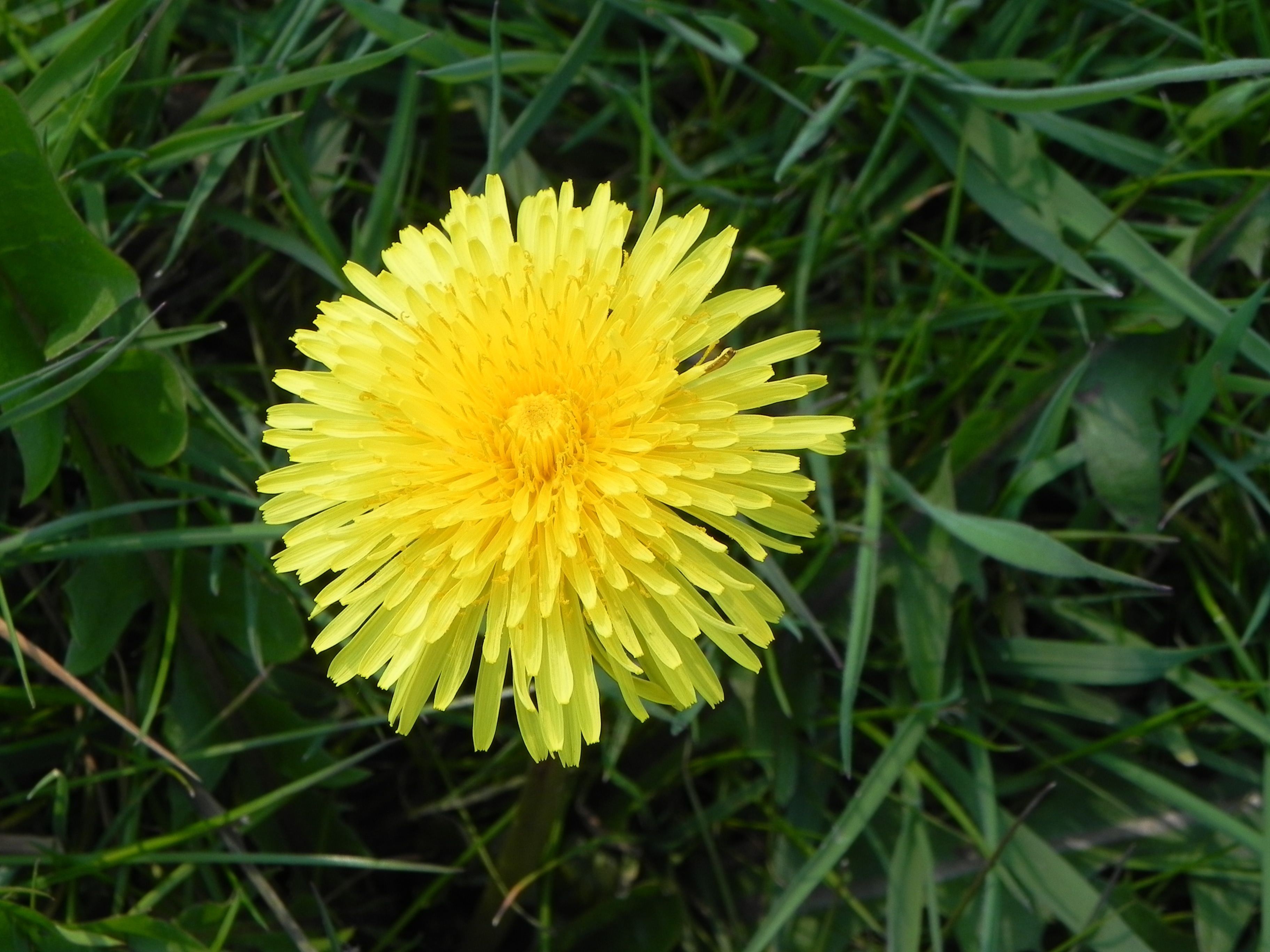 yellow petal flower