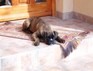 brown and black short coated dog thumbnail