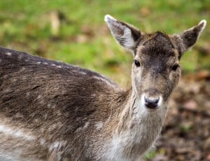 Fallow Deer, Hirsch, Forest, one animal, animal wildlife thumbnail