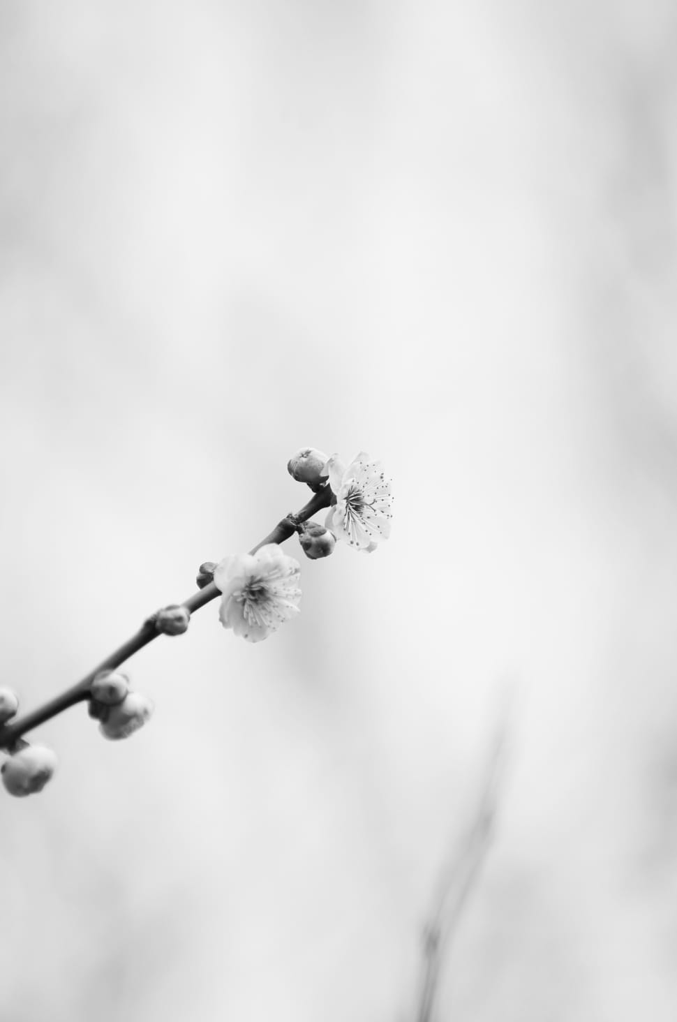 gray scale photo of flowers preview