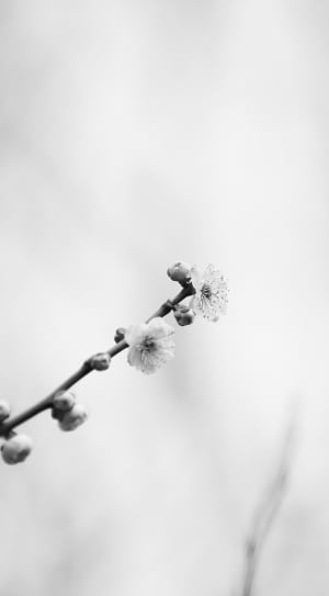 gray scale photo of flowers thumbnail