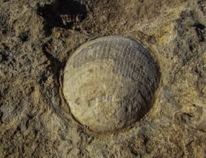 seashell fossil thumbnail