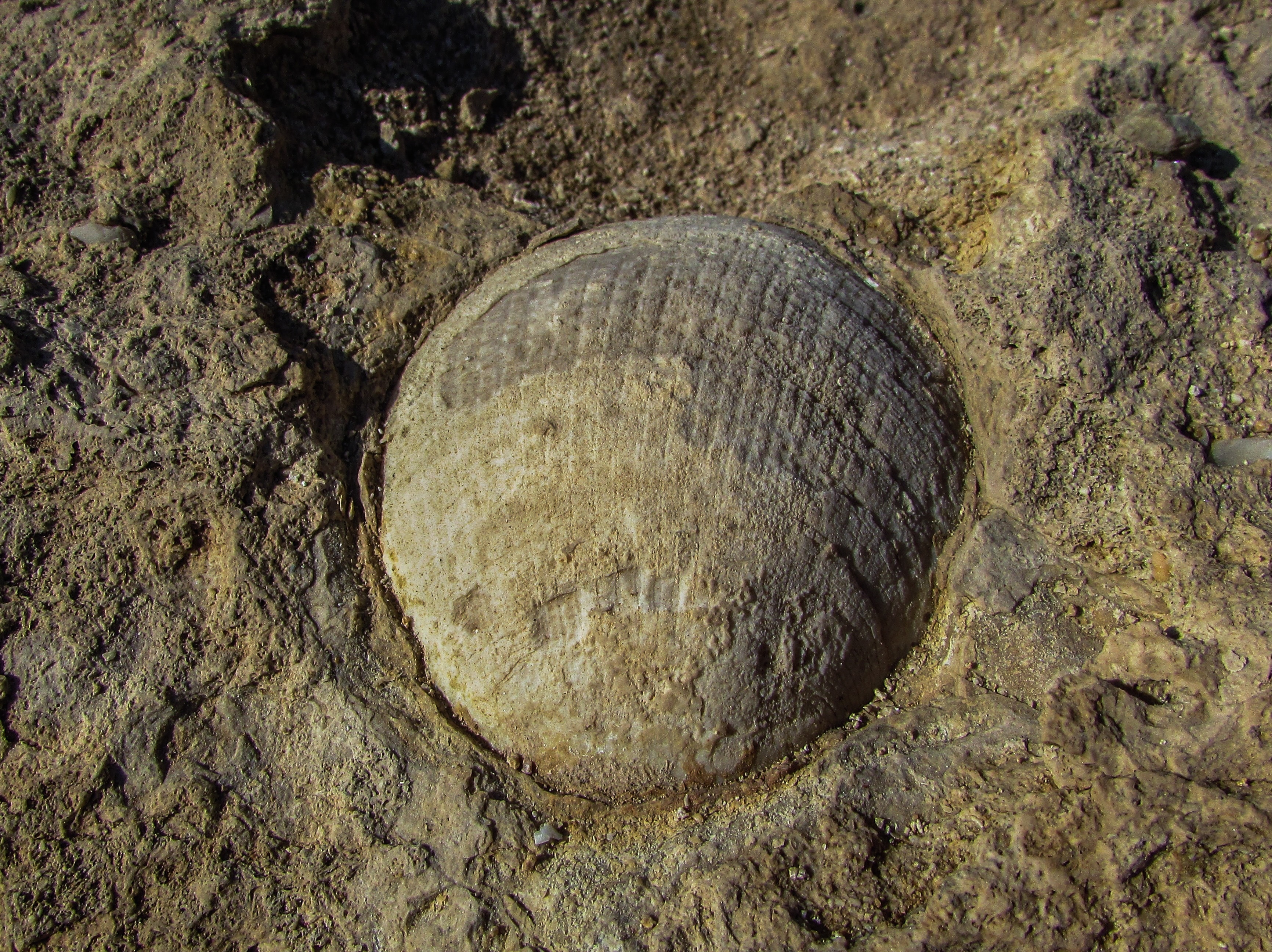 seashell fossil