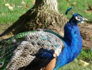 green blue and grey peacock thumbnail