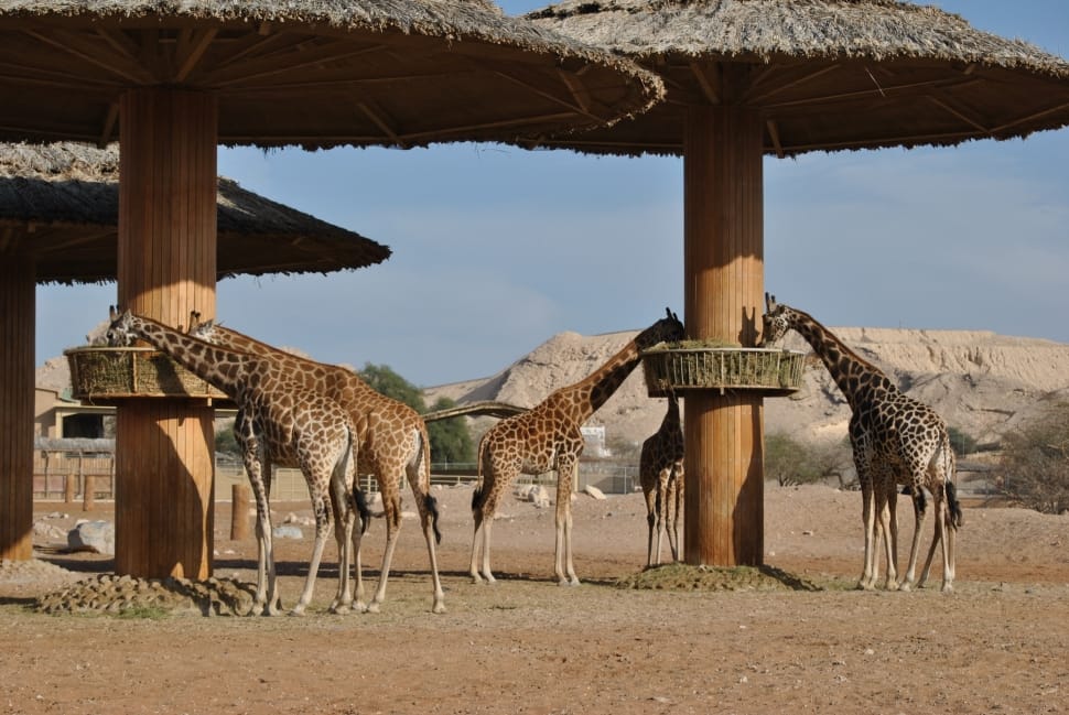 group of giraffe preview