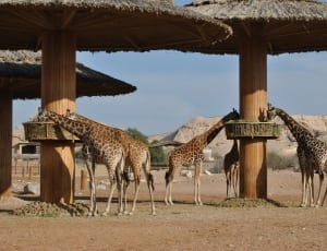 group of giraffe thumbnail