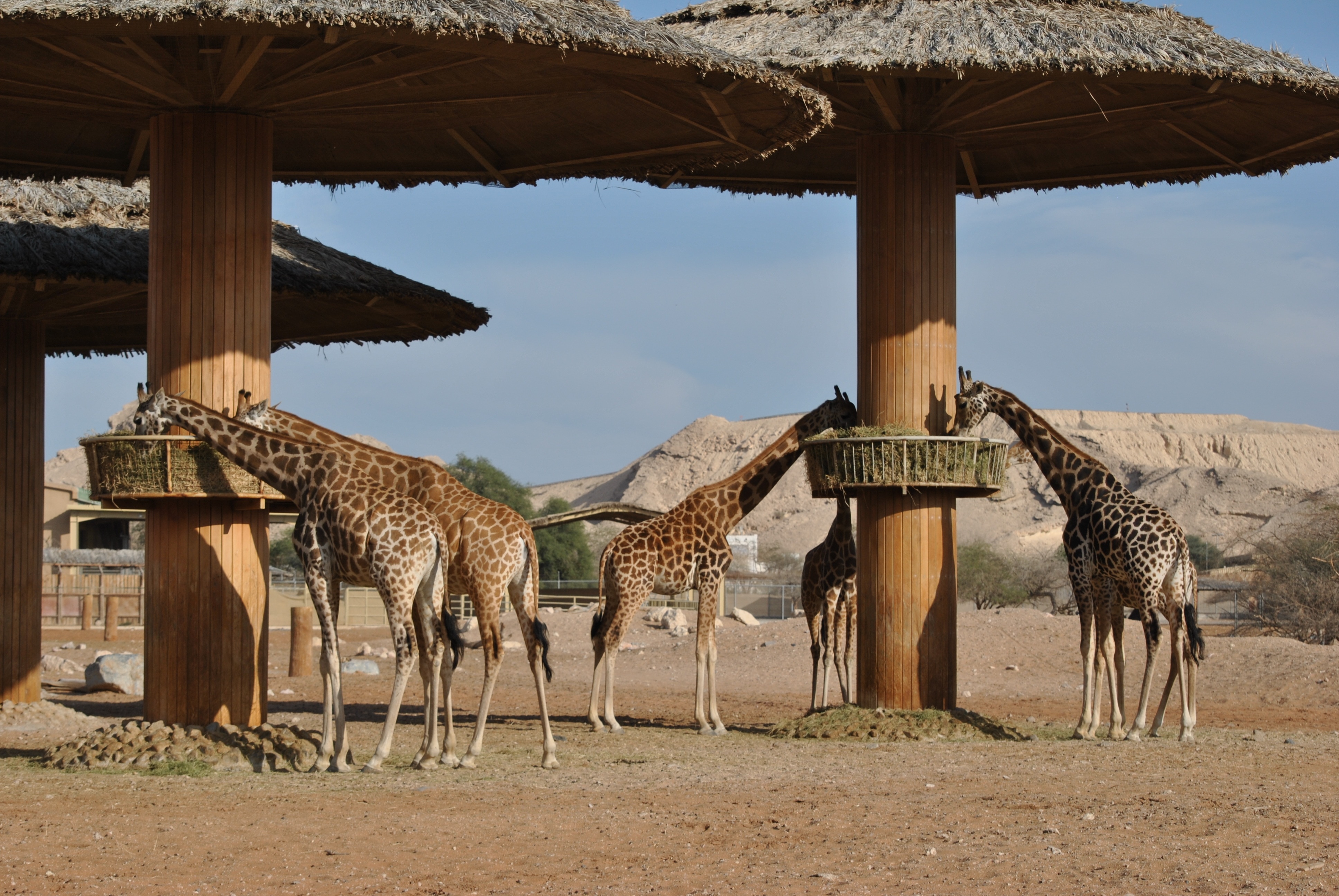 group of giraffe