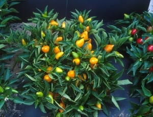 orange fruit plant thumbnail