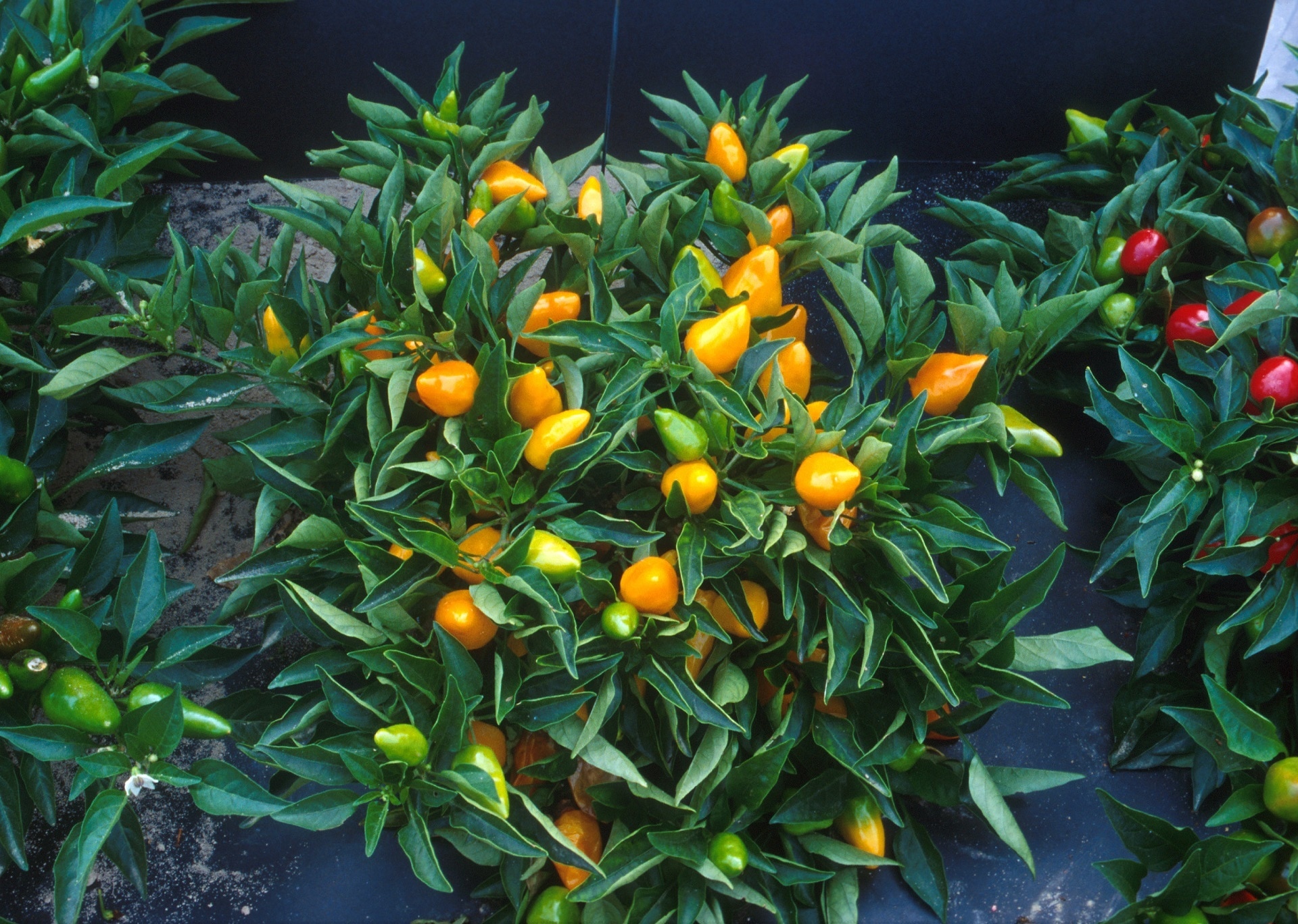 orange fruit plant