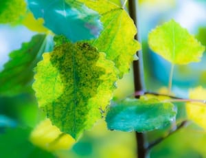 green and yellow leaf thumbnail