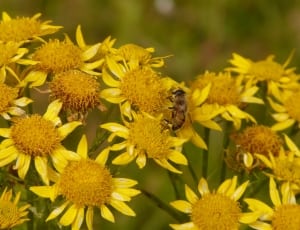 yellow flowers and bumblebee thumbnail