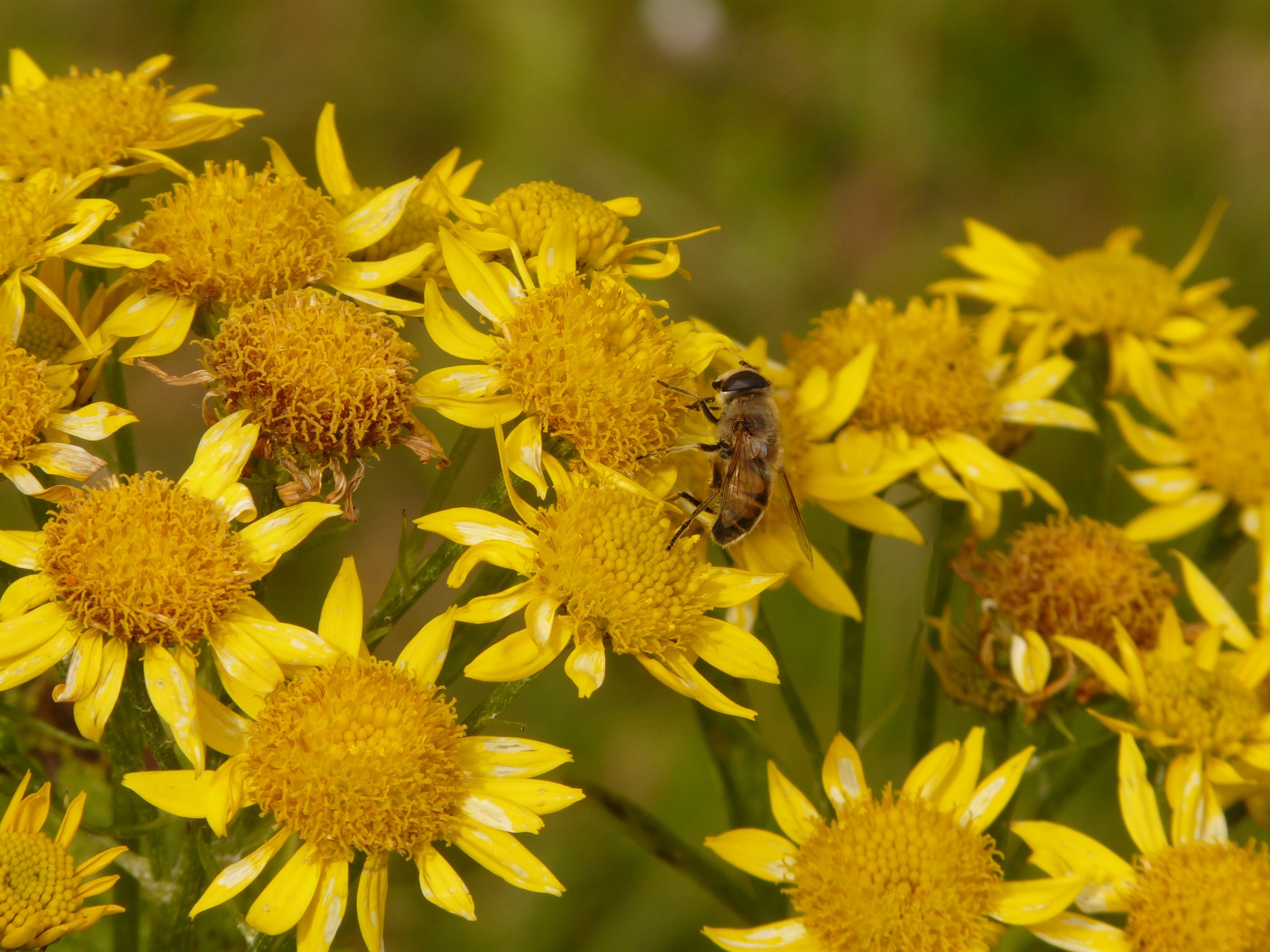 yellow flowers and bumblebee