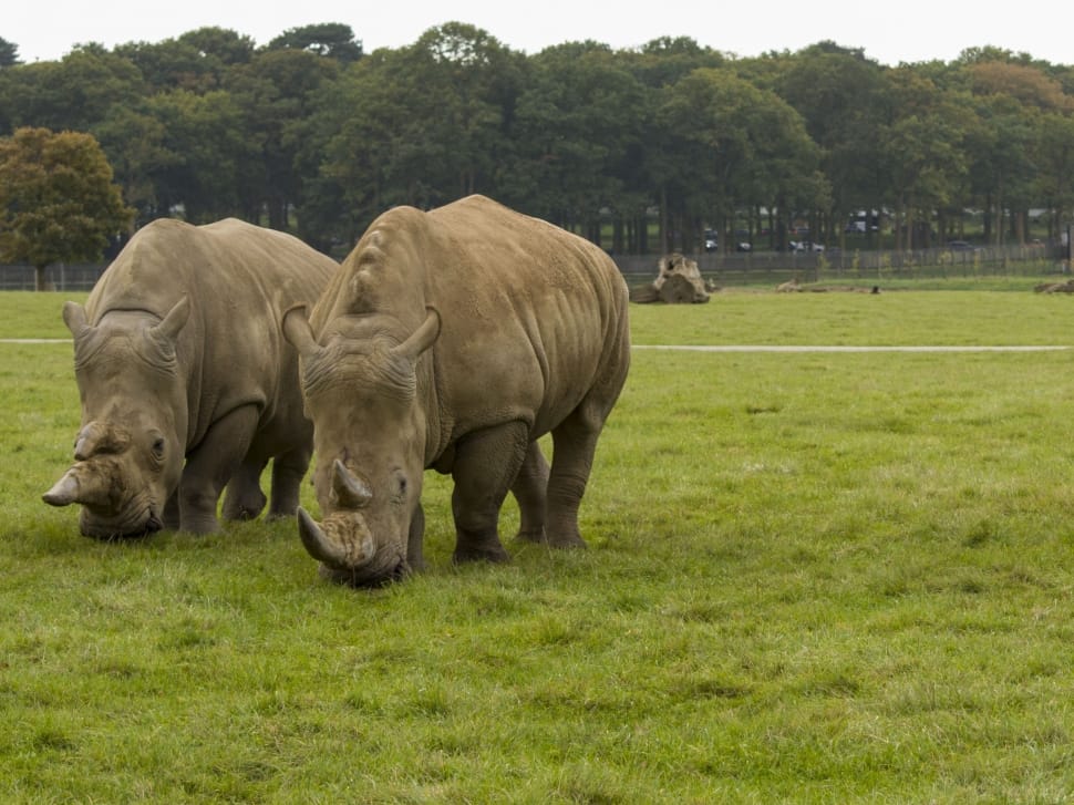 two rhinoceros on green grass field during daytime preview