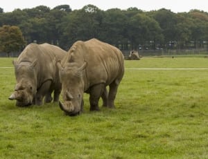 two rhinoceros on green grass field during daytime thumbnail
