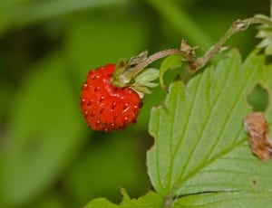 strawberry plant thumbnail