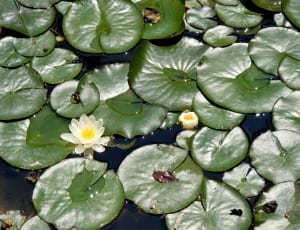 lotus plant during daytime thumbnail