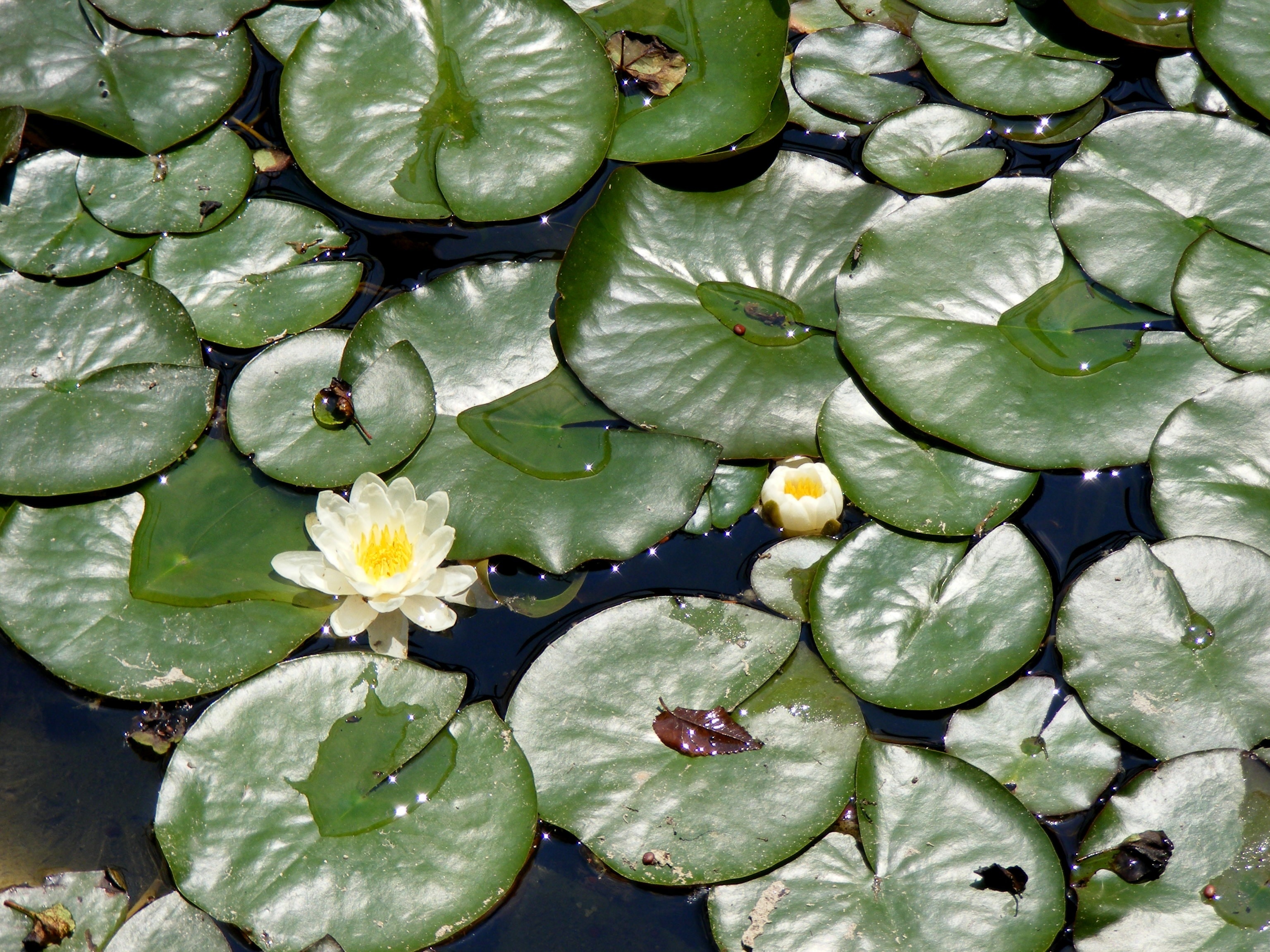 lotus plant during daytime