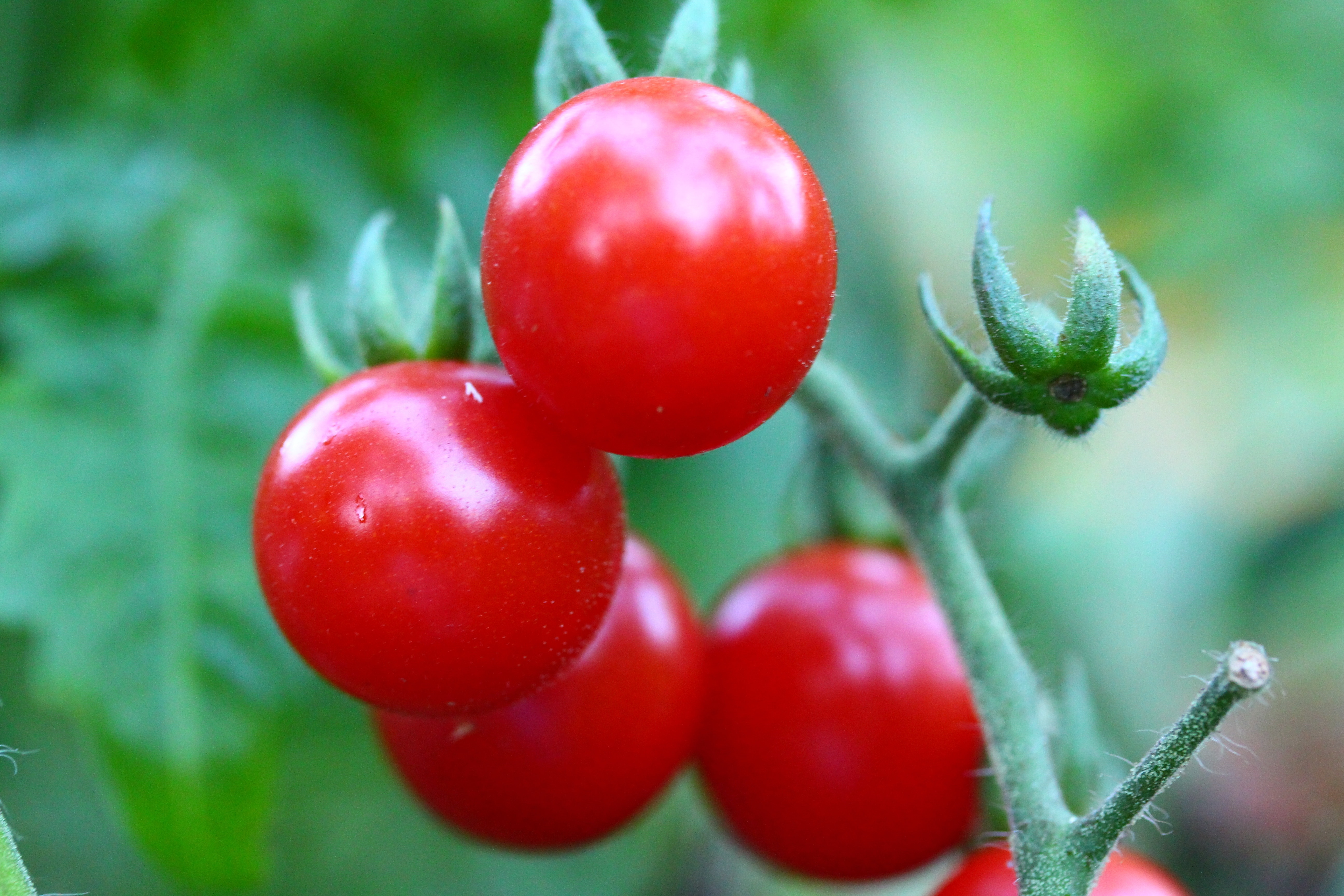 Cherry, Tomatoes, Gardening, Vegetable, red, growth