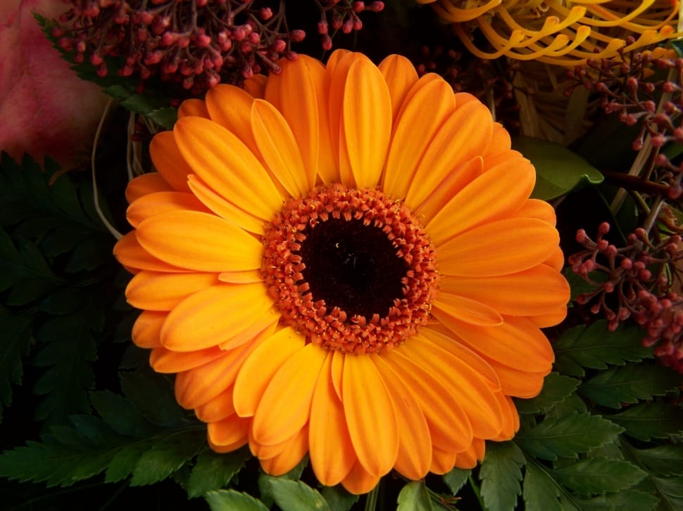 orange flower preview