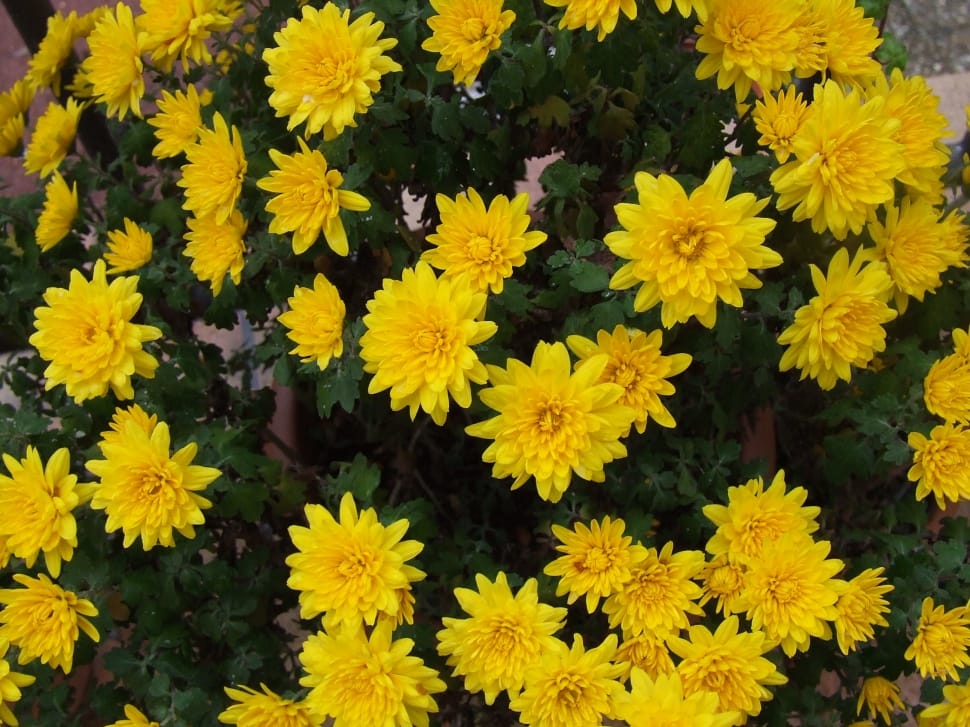yellow petaled flowers preview